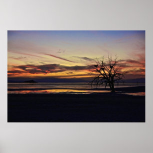 Póster Nidos vacíos en un árbol muerto