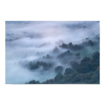 Niebla matutina por los árboles