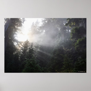 Póster Niebla y haces de Sun en un bosque de Washington