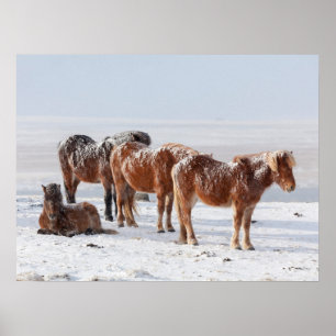 Póster Nieve cubierta de caballos islandeses