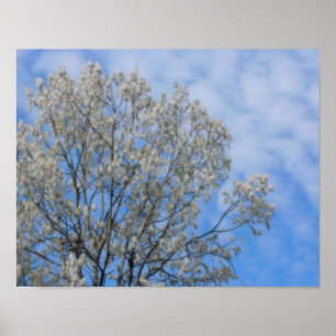 Póster Nieve De Arbol Poplar En La Naturaleza De Junio