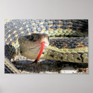 Póster Nieve de jardín