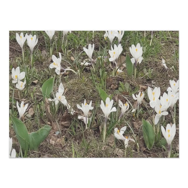 Póster Nieve de primavera florece en edición de suaves to (Anverso)