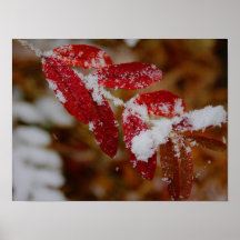 Nieve en Hojas Rojas