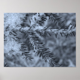 Póster Nieve en las agujas de pino