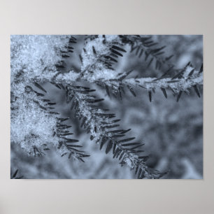 Póster Nieve en las agujas de pino