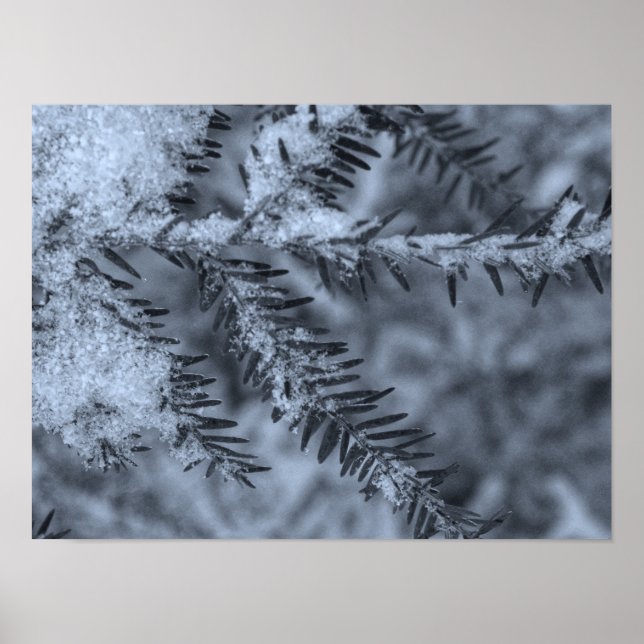 Póster Nieve en las agujas de pino (Frente)