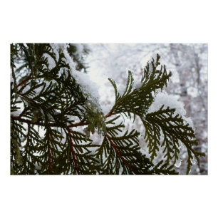 Póster Nieve en ramas verdes