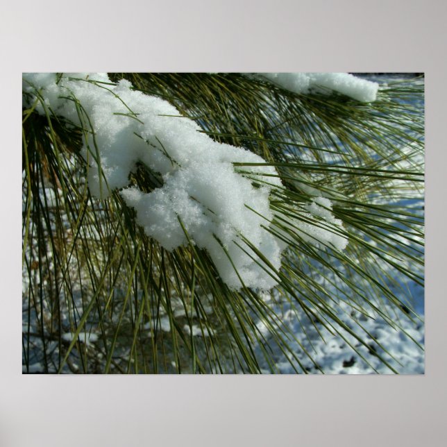 Póster Nieve en una rama de árbol de pino (Frente)