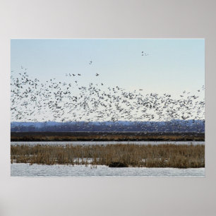 Póster Nieve: Geese despegando en el Poster de refugio de