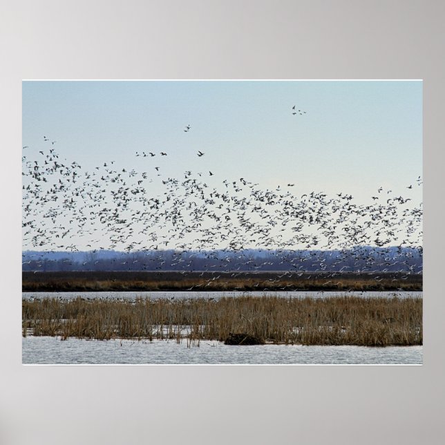 Póster Nieve: Geese despegando en el Poster de refugio de (Frente)