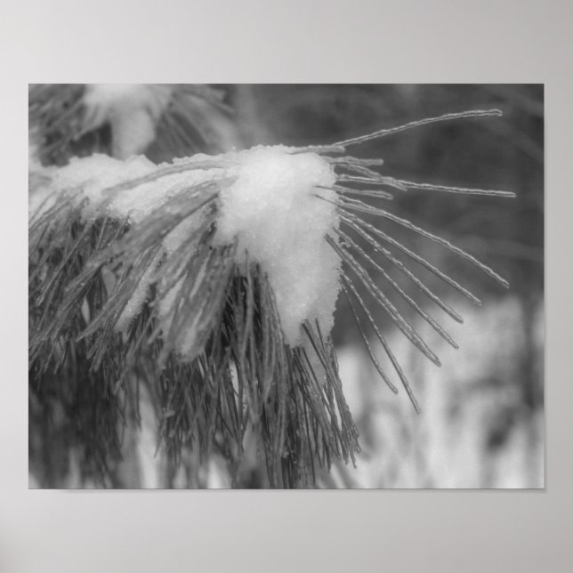 Póster Nieve Hielo Pino Agujas Negro Blanco Naturaleza Im (Frente)