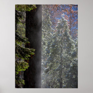Póster Nieve niebla en el bosque
