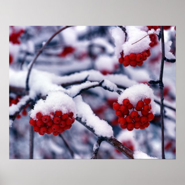 Póster Nieve sobre la montaña europea Ash Berries, Utah. (Frente)