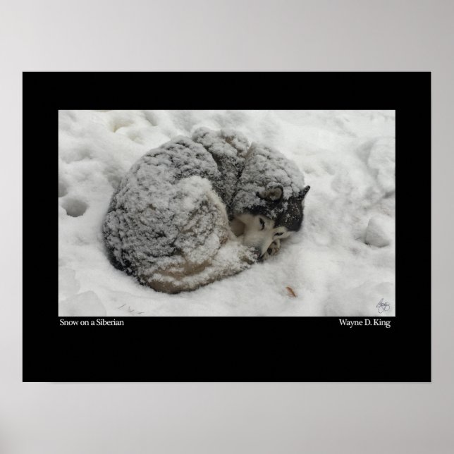 Póster Nieve sobre una siberiana (Frente)