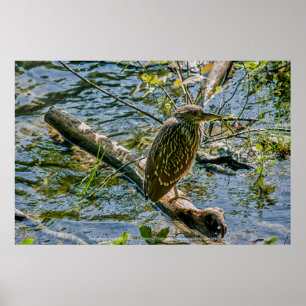 Póster Night Heron jv
