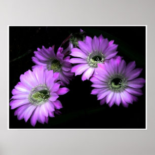 Póster NightBloom