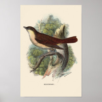 PÓSTER NIGHTINGALE PRINT