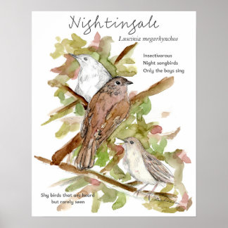 Póster Nightingale Songbird Leaves Trees Drawing