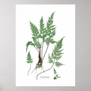 Póster Nigrum del adiantum del Asplenium