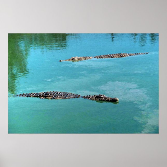 Póster Nile Crocodiles (Frente)