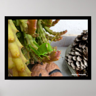 Póster Ninfa de saltamontes egipcio en planta de cactus c