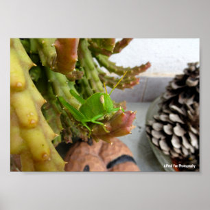 Póster Ninfa de saltamontes egipcio en planta de cactus c