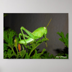 Póster Ninfa de saltamontes egipcio en planta de citronel