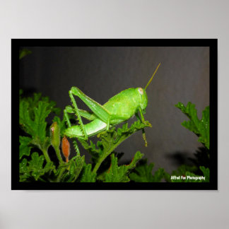 Póster Ninfa de saltamontes egipcio en planta de citronel