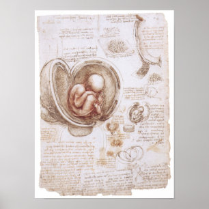 Póster Niño en la matriz, Leonardo da Vinci
