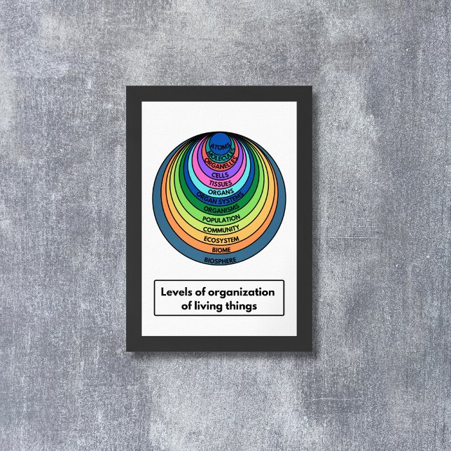 Póster Niveles de organización de los seres vivos (Subido por el creador)