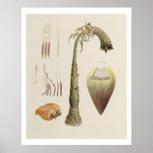 Póster No. 10 del Ensete, atribuido antes a James Bruce