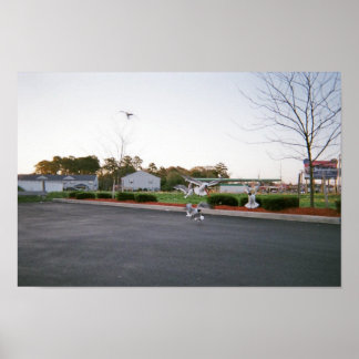 Póster No alimentar gaviotas