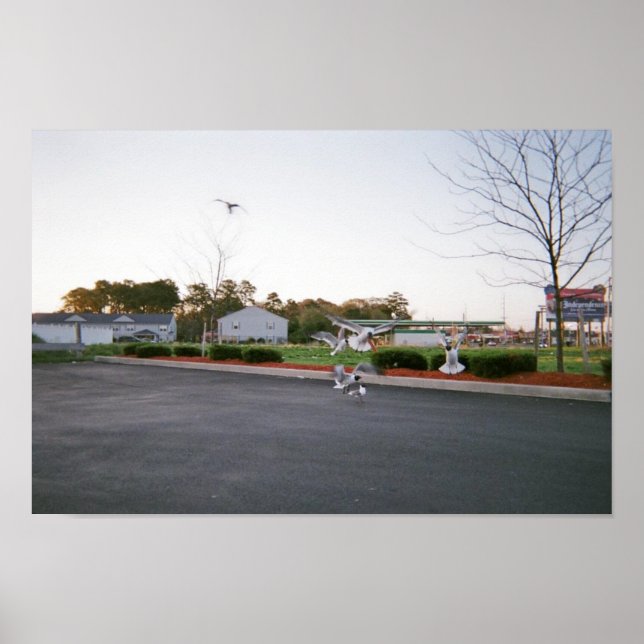 Póster No alimentar gaviotas (Frente)