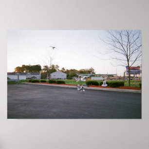 Póster No alimente las gaviotas