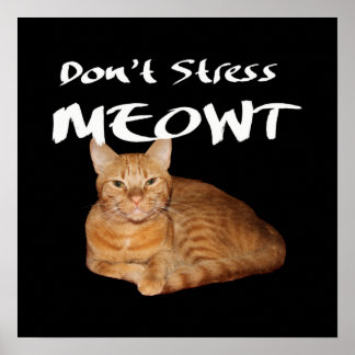 Póster No enfades a Meowt - un gato Naranja me estresa