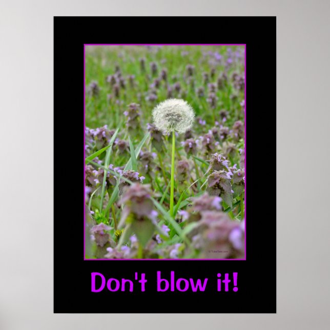 Póster ¡No lo sople! Dandelion (Frente)