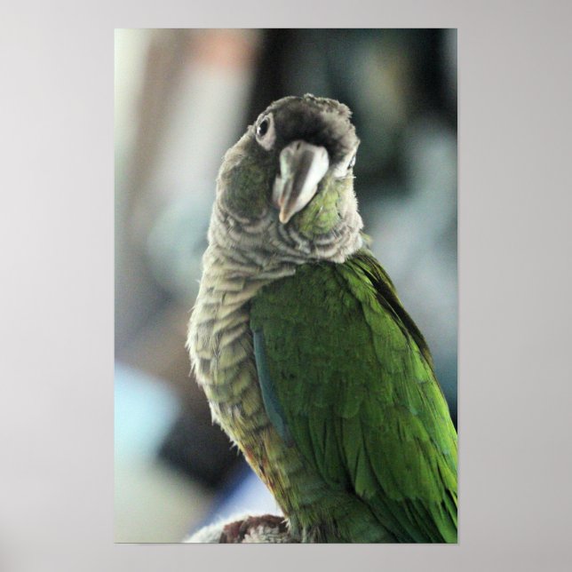 Póster No más hedgehog burlón (Frente)