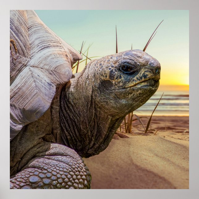 Póster No Rush (Frente)