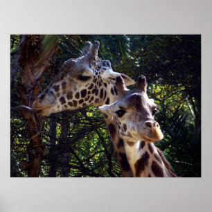 Póster No soy tímido.