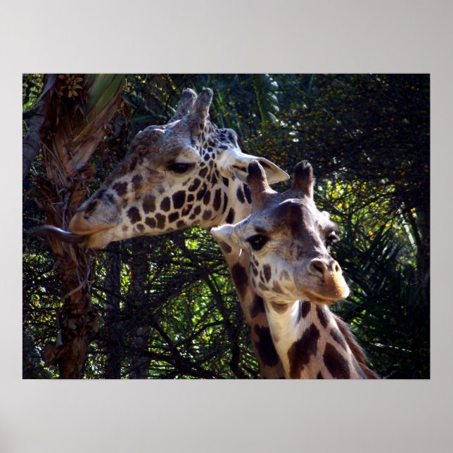 Póster No soy tímido. (Frente)