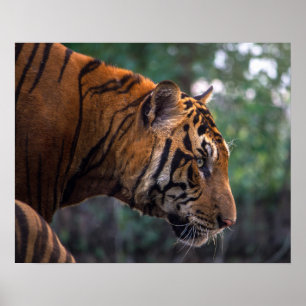 Póster No soy un gatito. Arma - el tigre