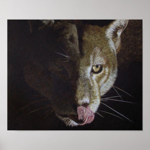 Póster Noche de Cougar