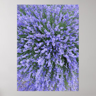 Póster Noche Salvia de mayo