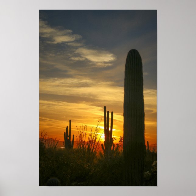 Póster Noches de desierto (Frente)