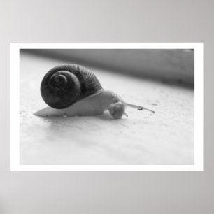 Póster Nocturmia Photography Black and White Snail Poster