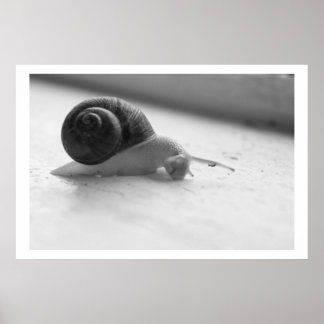 Póster Nocturmia Photography Black and White Snail Poster