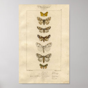 Póster Nocturnes Specimen Poster