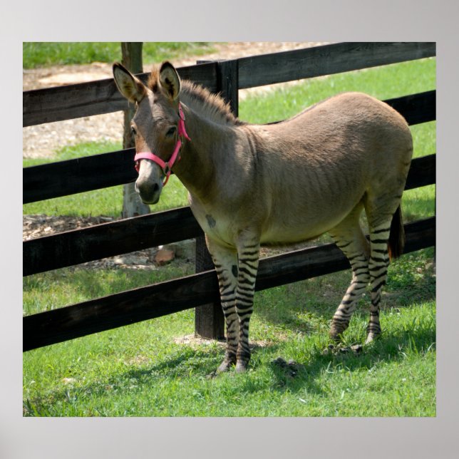 Póster Nombre de Zonkey para mezcla de burro y cebra (Frente)