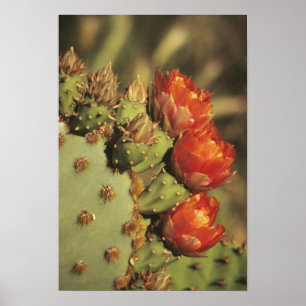 Póster Nopal en flor, Arizona-Sonora 2